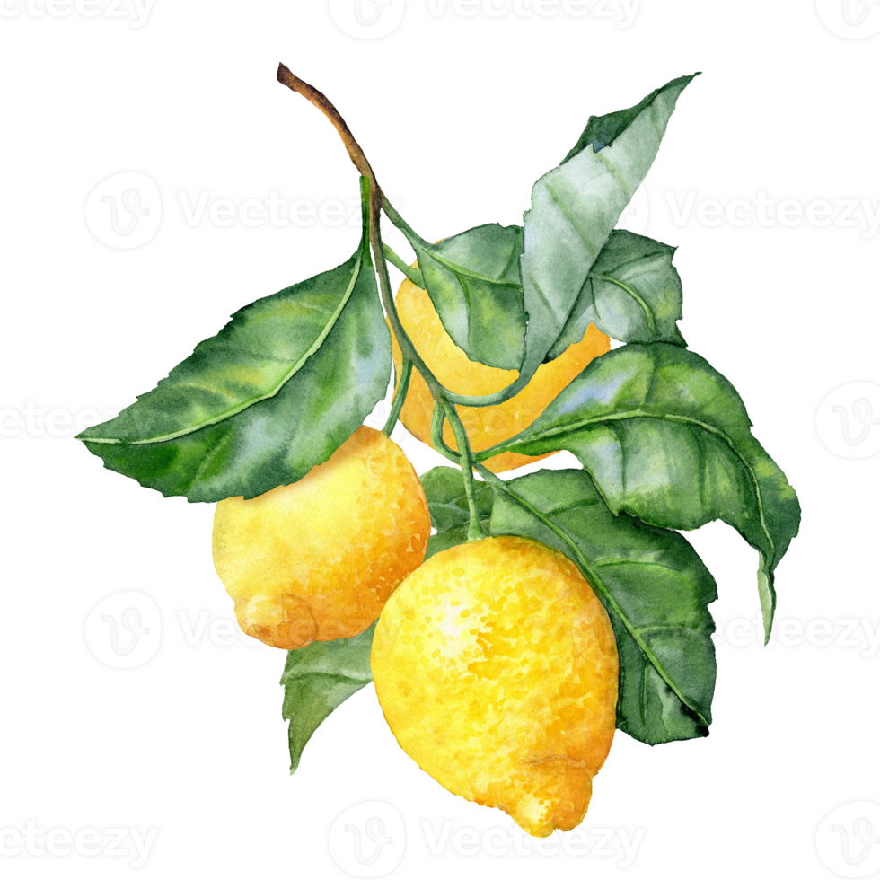 The Branch of lemon Tree hand drawn illustration png