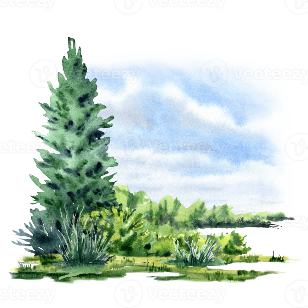 Summer lawn with fir and clouds png