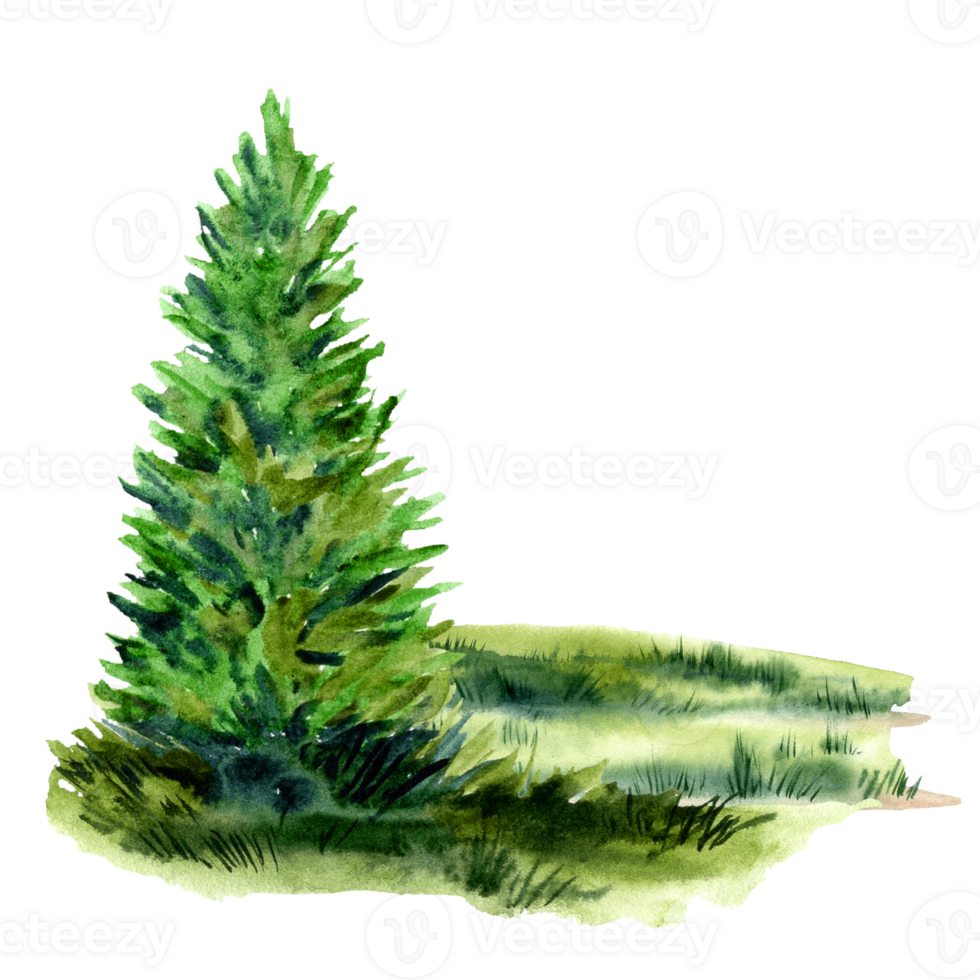 Summer green lawn with spruce and grass png