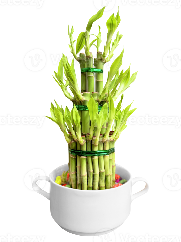 Three-Tiered Lucky Bamboo in White Ceramic Pot png