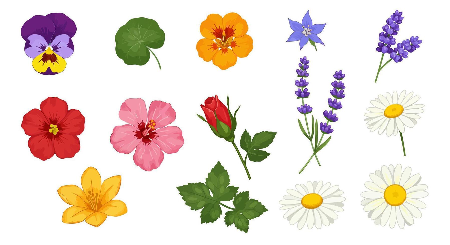 Garden Flower Collection Set with Isolated White. vector