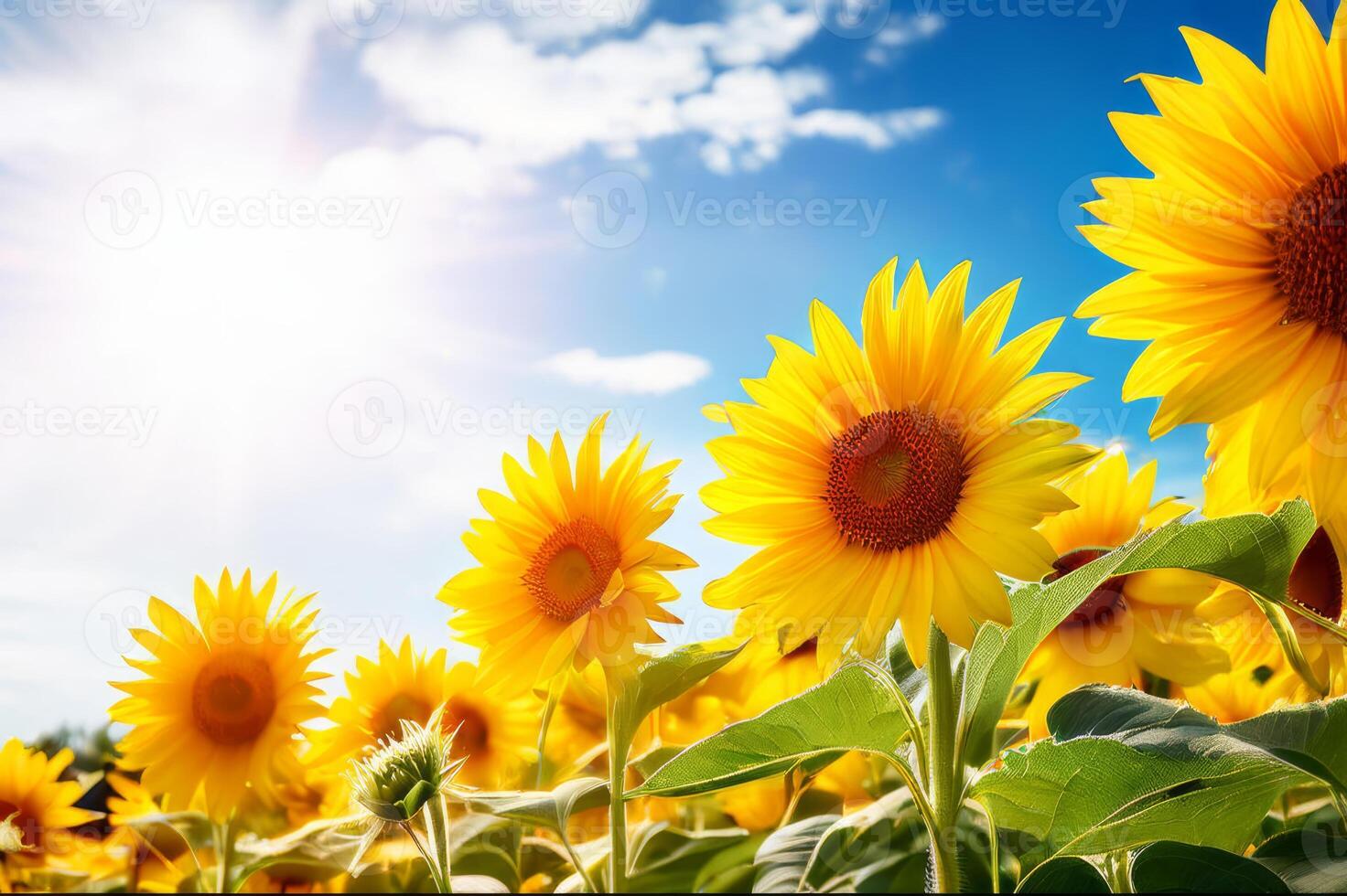 Sun flower field with bright blue sky photo