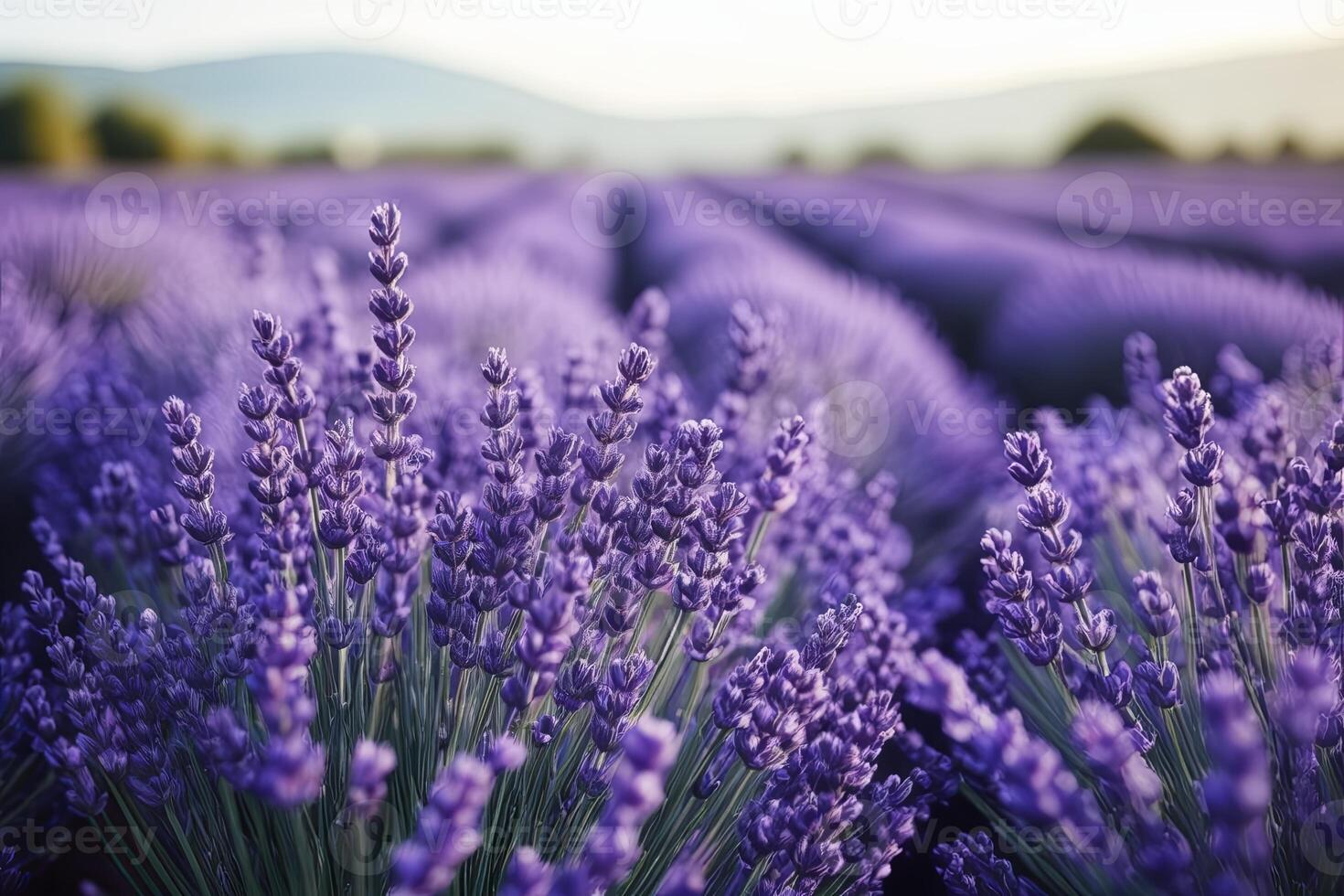 Closeup lavender flowers at lavender field photo