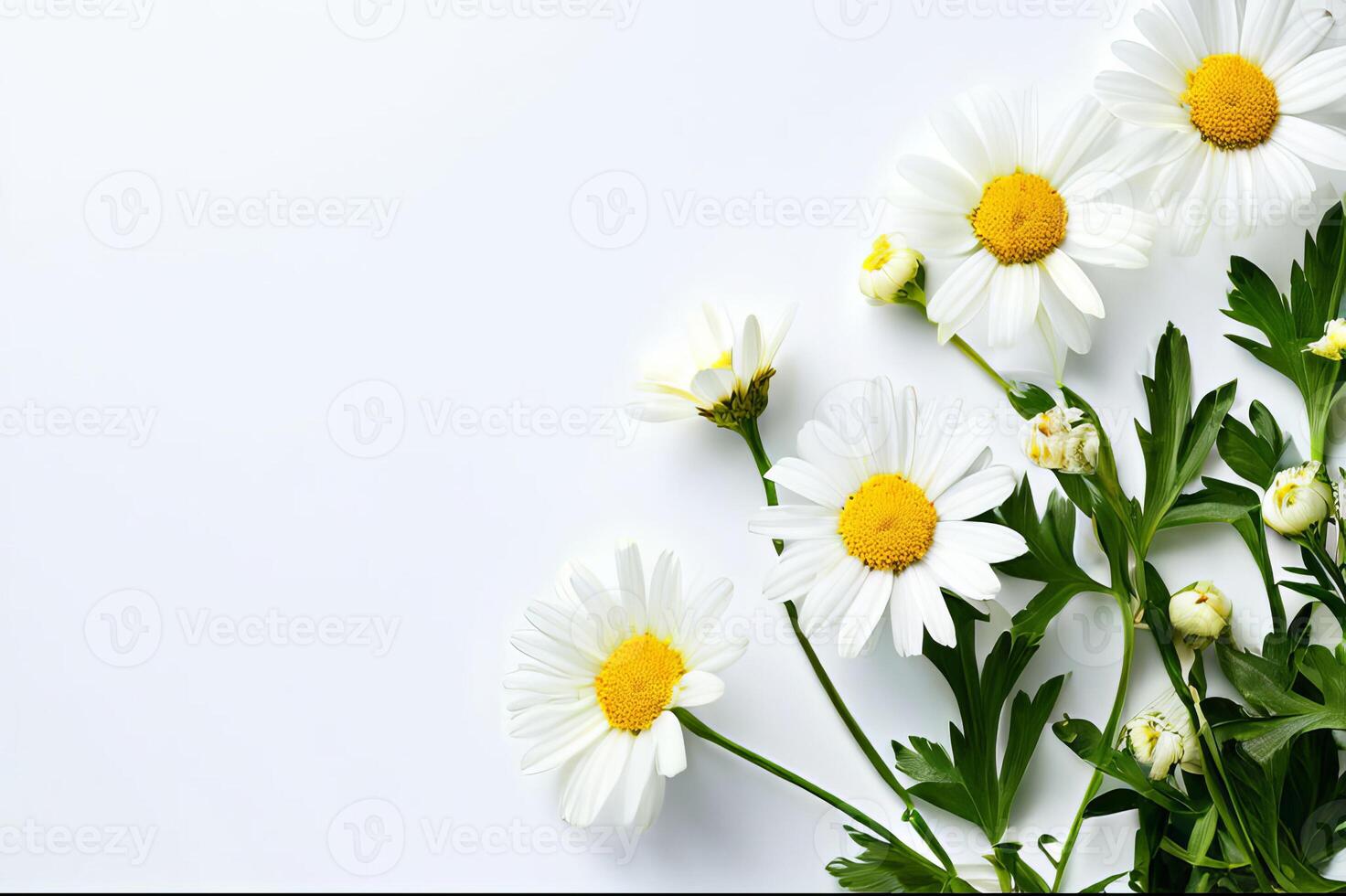 camomile flower with white background photo