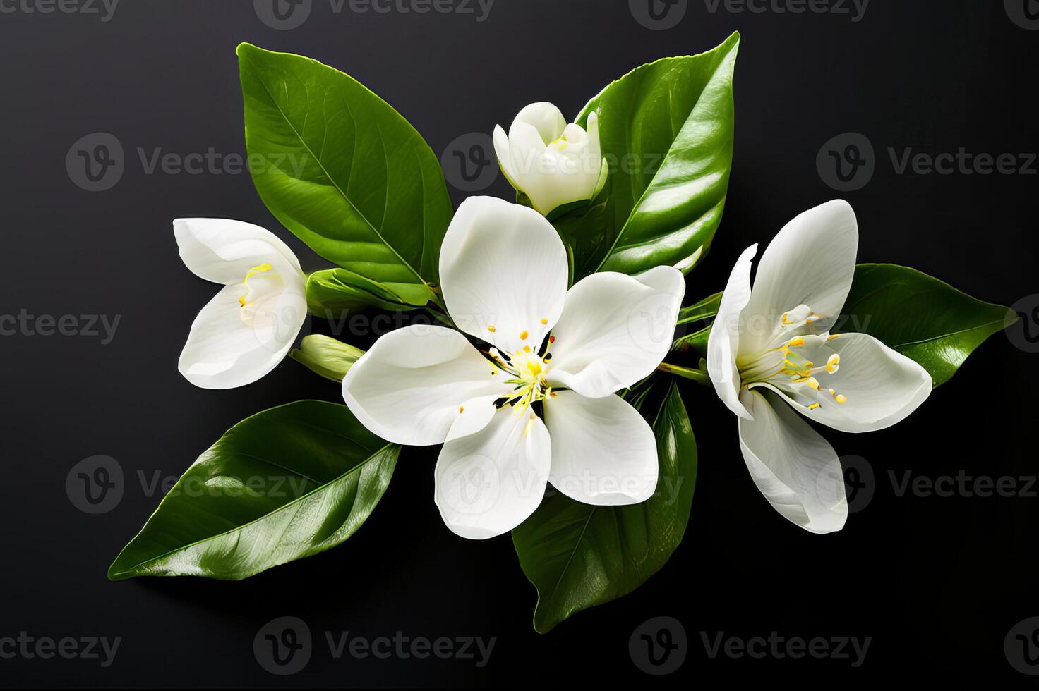 Jasmine flowers with leaf on black background photo