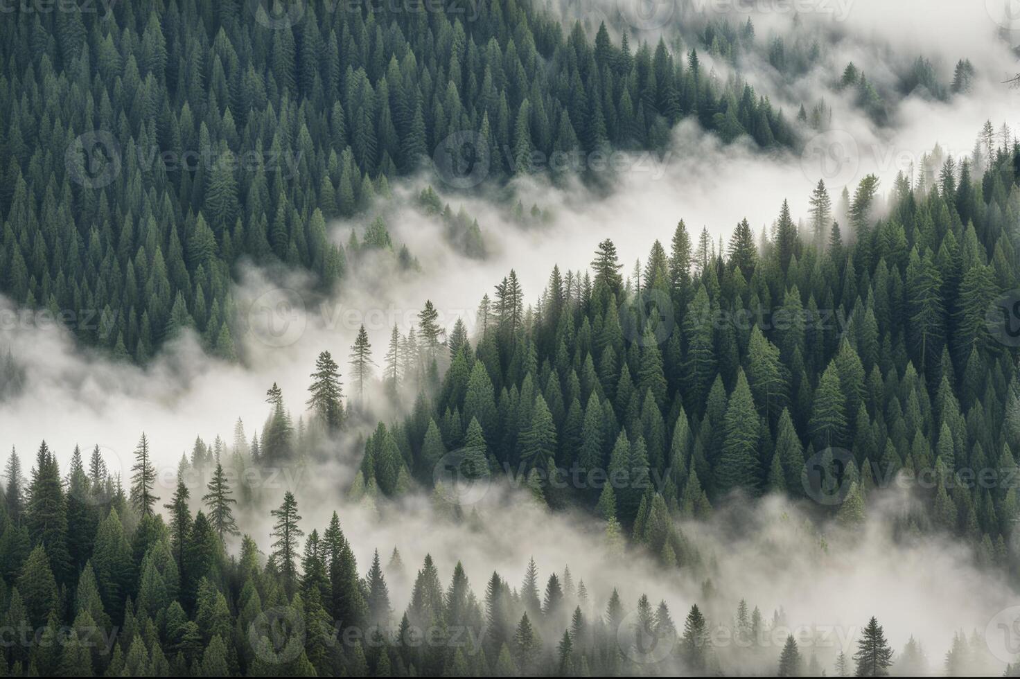 Aerial view of pine tree forrest with mist daytime photo