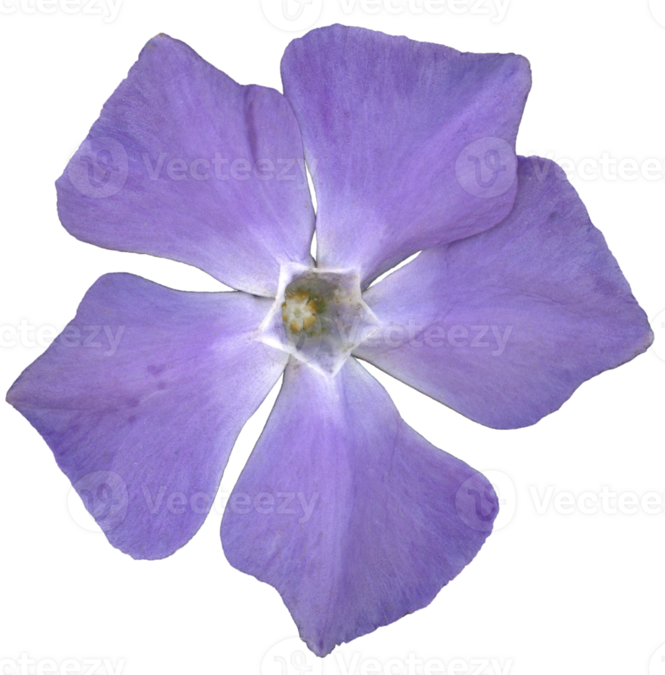 A close up image of a single purple periwinkle flower isolated on a transparent background. The flower displays five delicate, slightly overlapping petals png