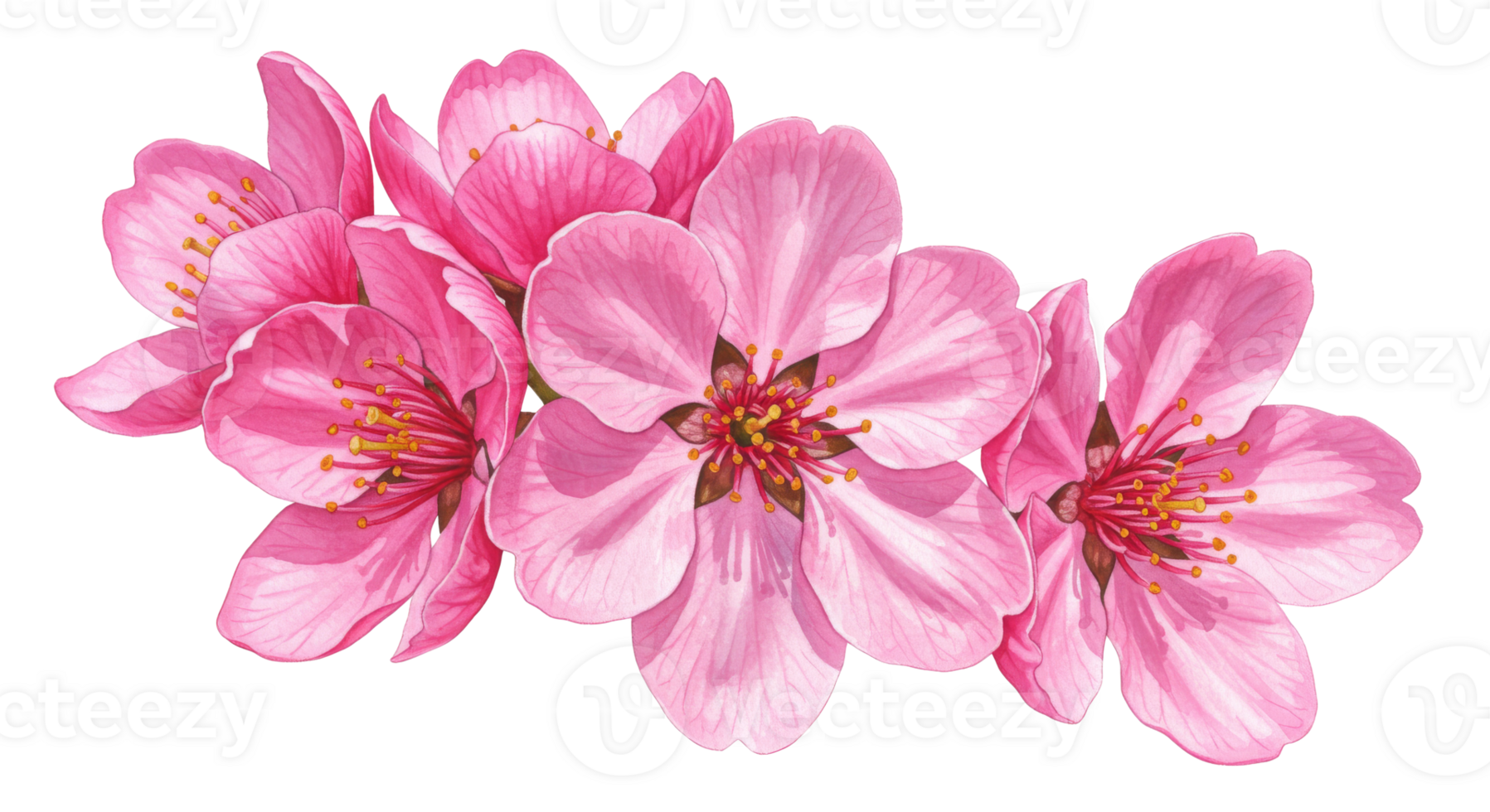 Soft and airy watercolor depiction of spring cherry flowers png