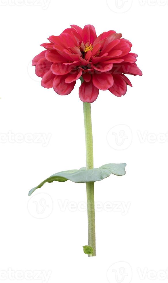 Isolated deep pink red zinnia flower with stem cut out on white background for summer season and graphic design concept photo