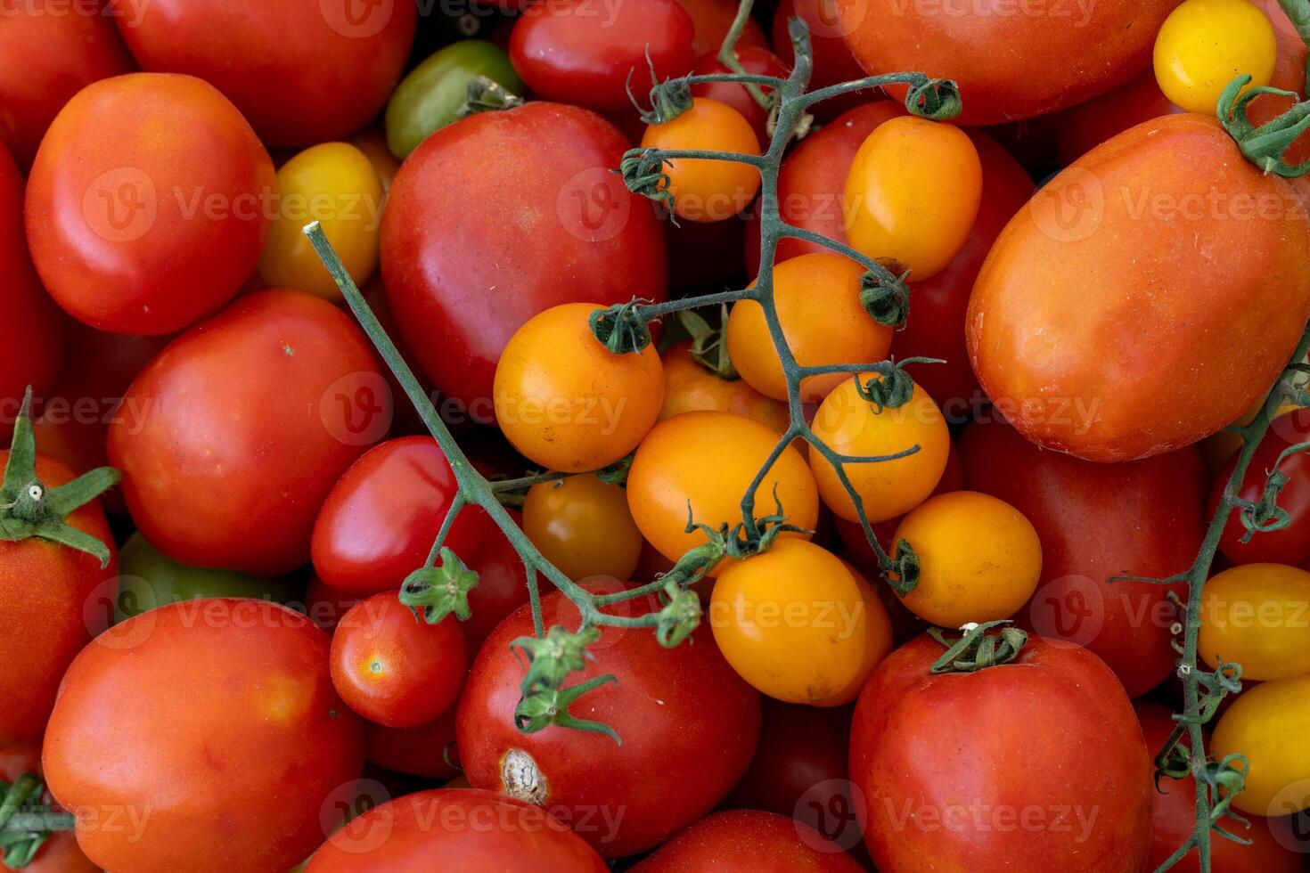 Variety of fresh organics homegrown heirloom tomatoes in vegetable farmer market for food ingredient and nutrition usage during harvest season photo