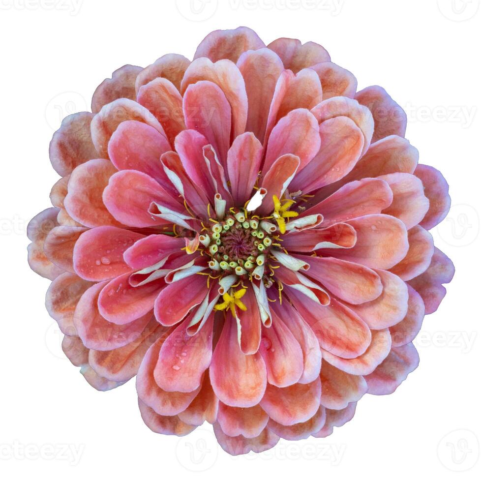 Top view of the isolated orange pink zinnia flower cut out on white background for summer season and graphic design concept photo