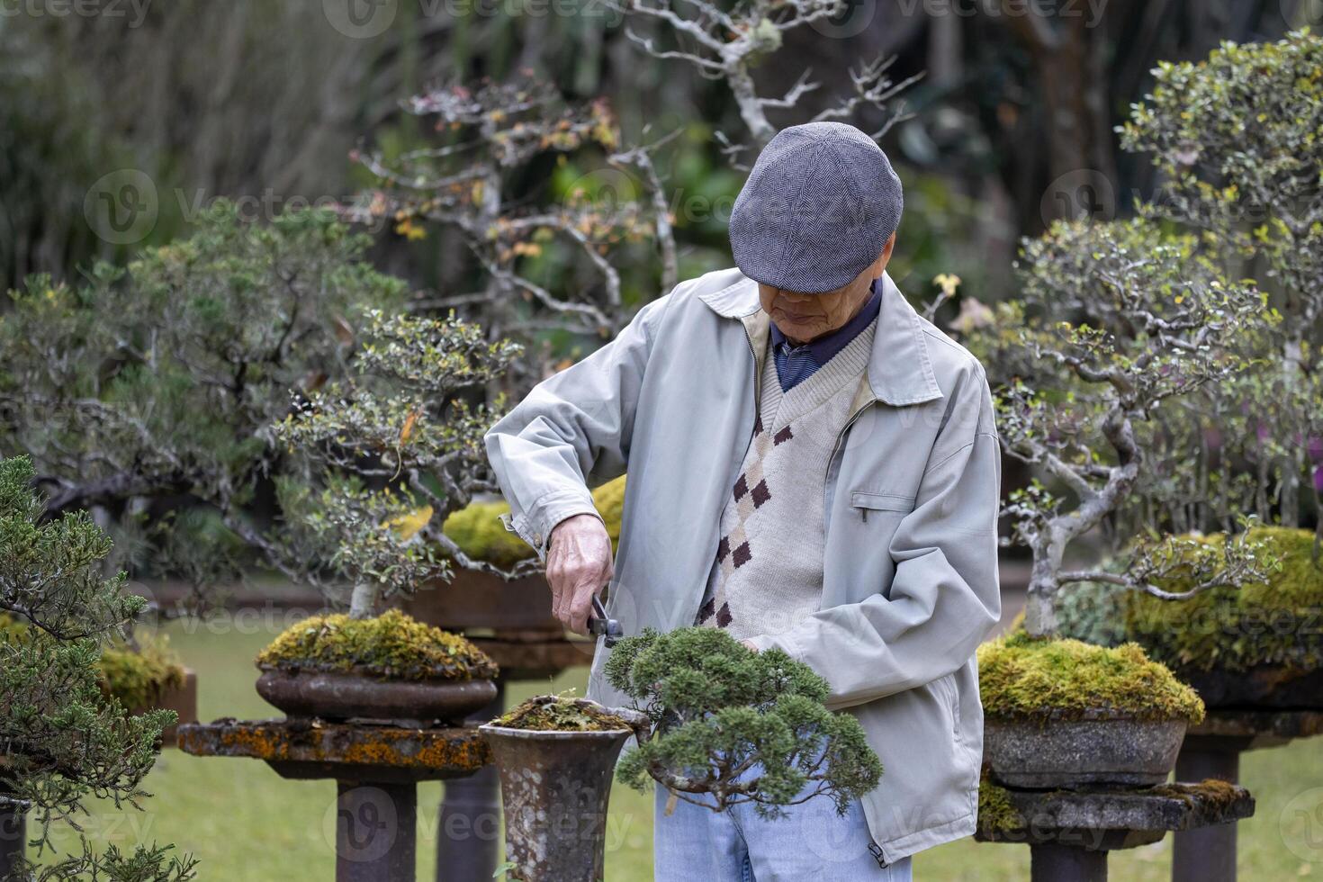 Senior asian man caring and tending his collection of bonsai tree in the zen garden for retirement hobby with professional technique using the pruning shear photo