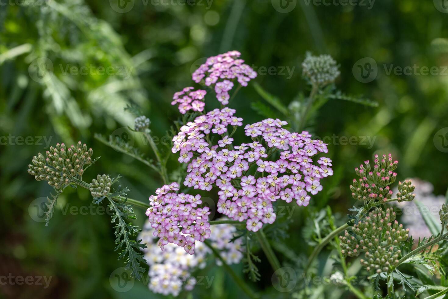 Pink and white yarrow flowers in full bloom on the background for spring and summer English country cottage garden for perennial and annual plant photo