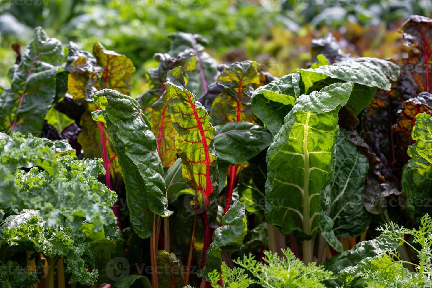 Varieties of fresh organics homegrown heirloom swiss chard and salad lettuce in vegetable farmer garden for food ingredient and nutrition usage during harvest season photo