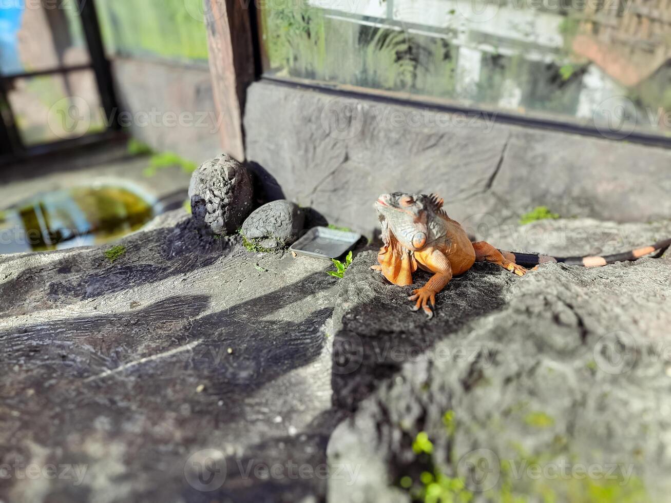 Orange Iguana Sunbathing on Rock Surface in Zoo Enclosure photo