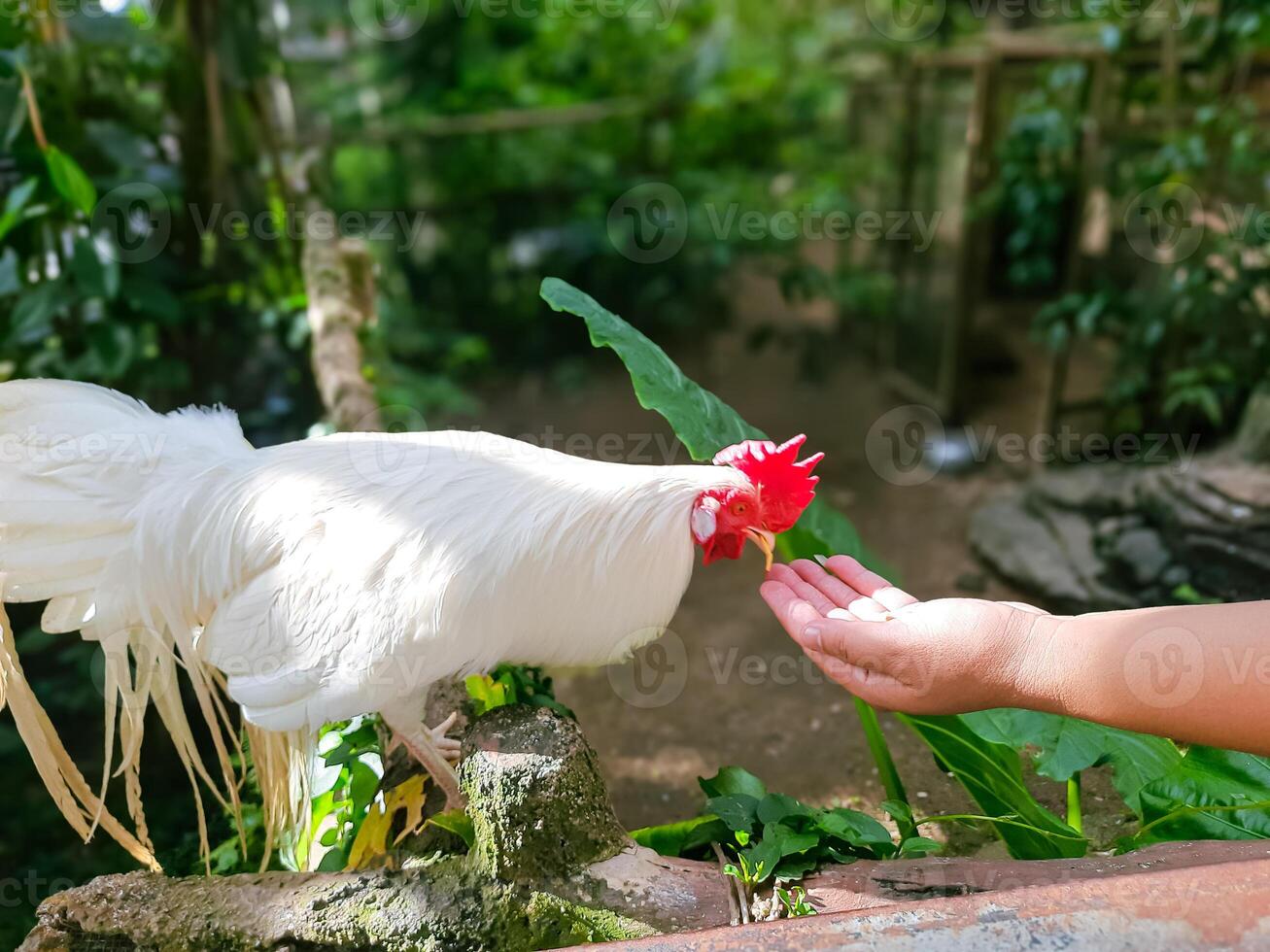 Hand Feeding a White Rooster with Red Comb in Tropical Garden photo