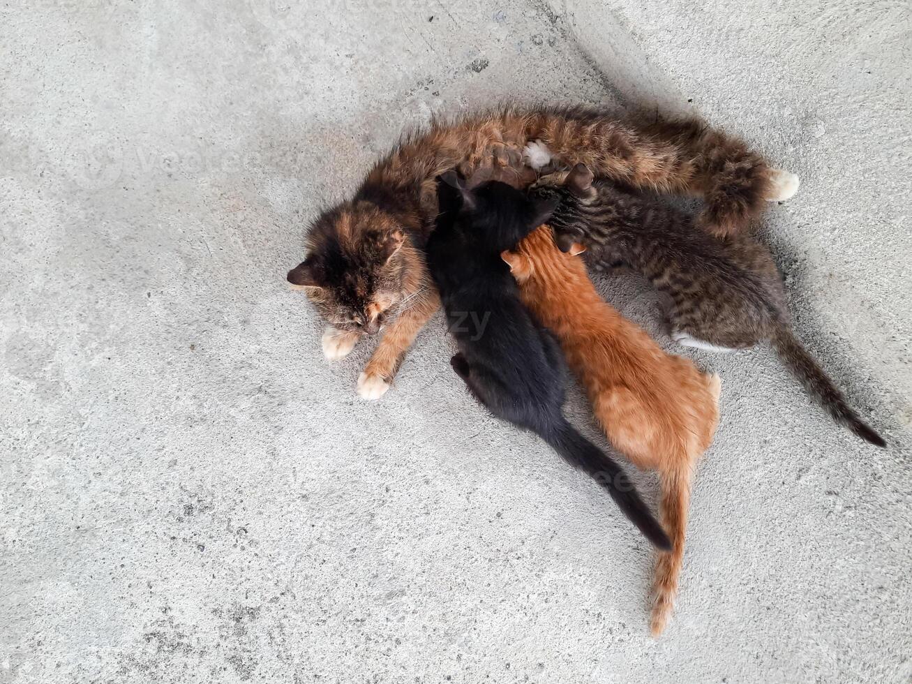 A mother cat nurses her kittens on a rough cement floor. The kittens nurse while the mother cat lies on the floor. Top view photo