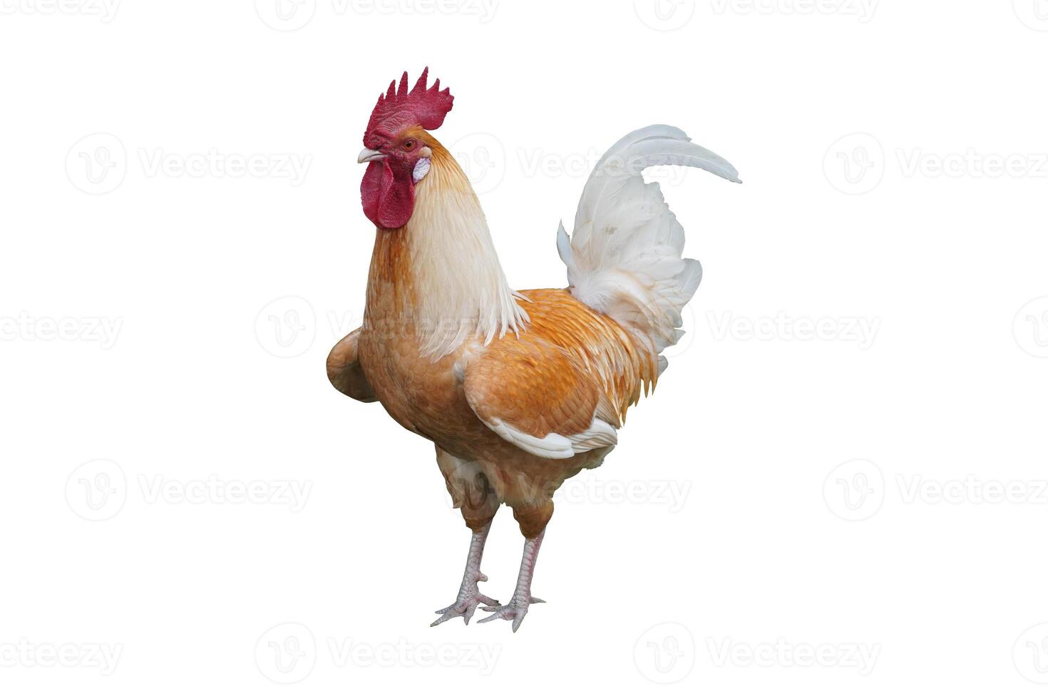 A rooster standing on its hind legs photo