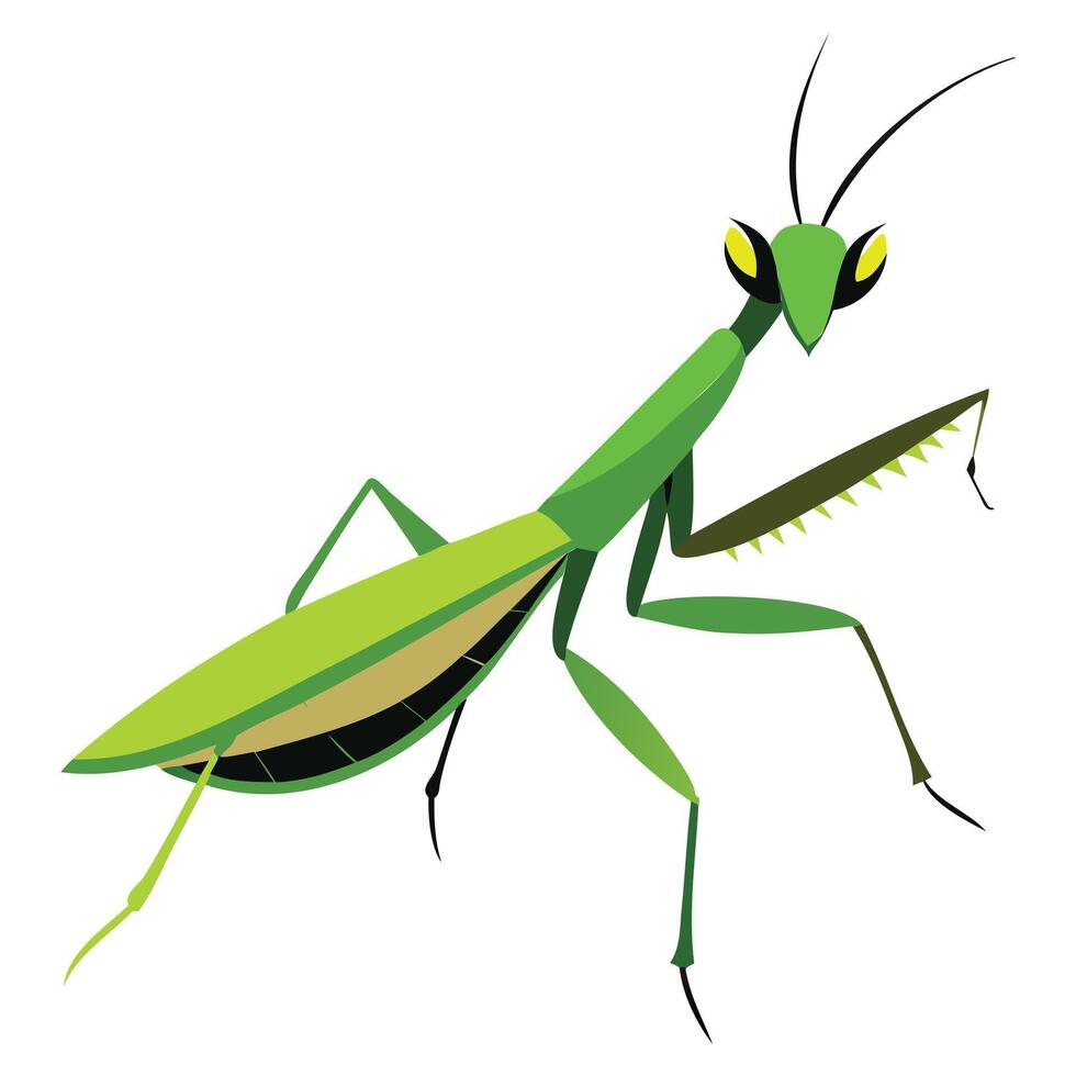 Praying Mantis Side View Design vector