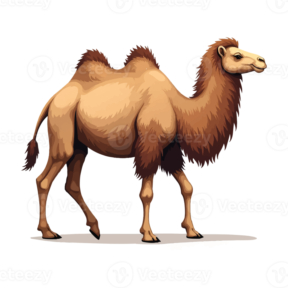 illustration image of a camel walking, png