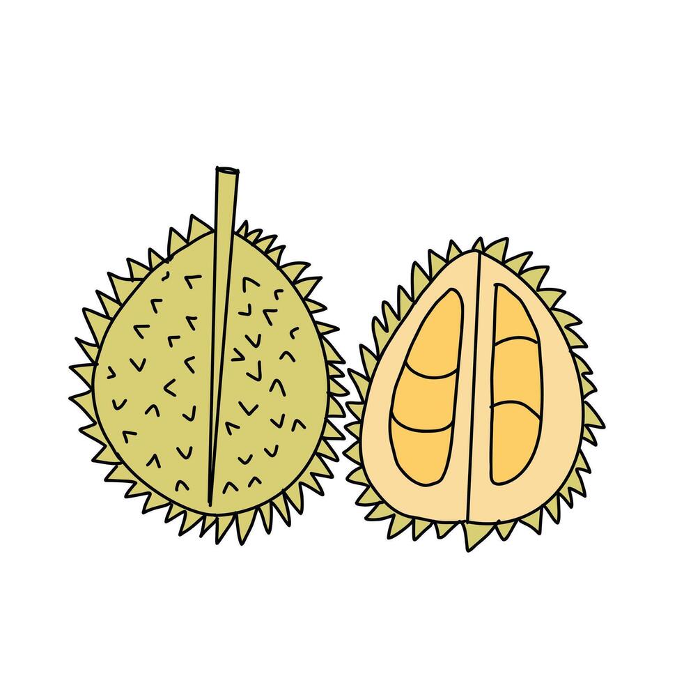 Durian fruit on white background. Cartoon Style Illustration vector