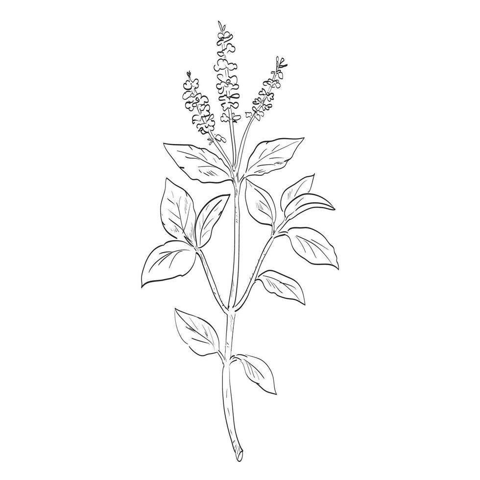 Ocimum Tenuiflorum Holy Basil or Tulsi Herb Spice Flowering Plant Drawing vector