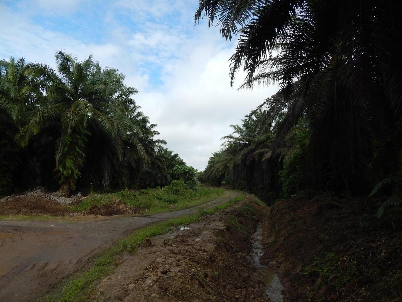 Palm Plantation Beneath Clear Skies photo