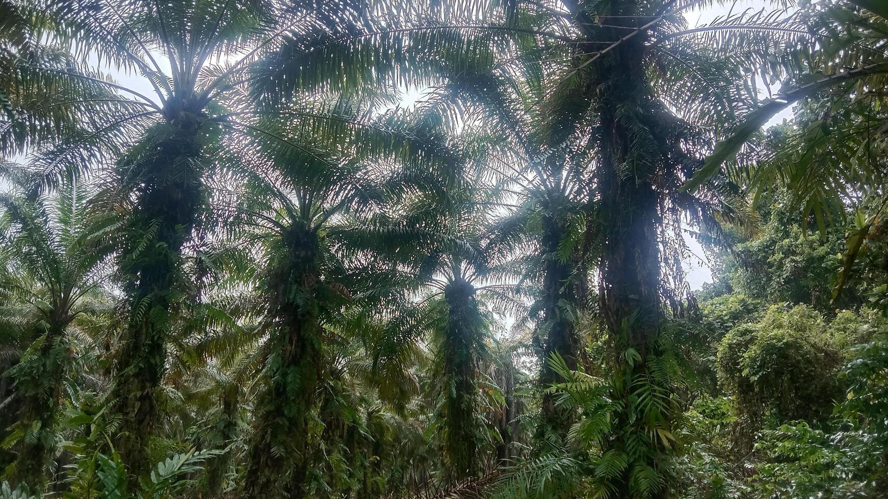 Rows of Palm Trees at Dus photo
