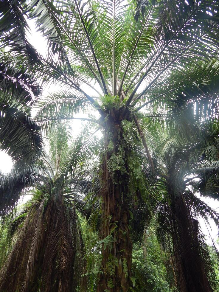 Morning Light in the Palm Plantation photo