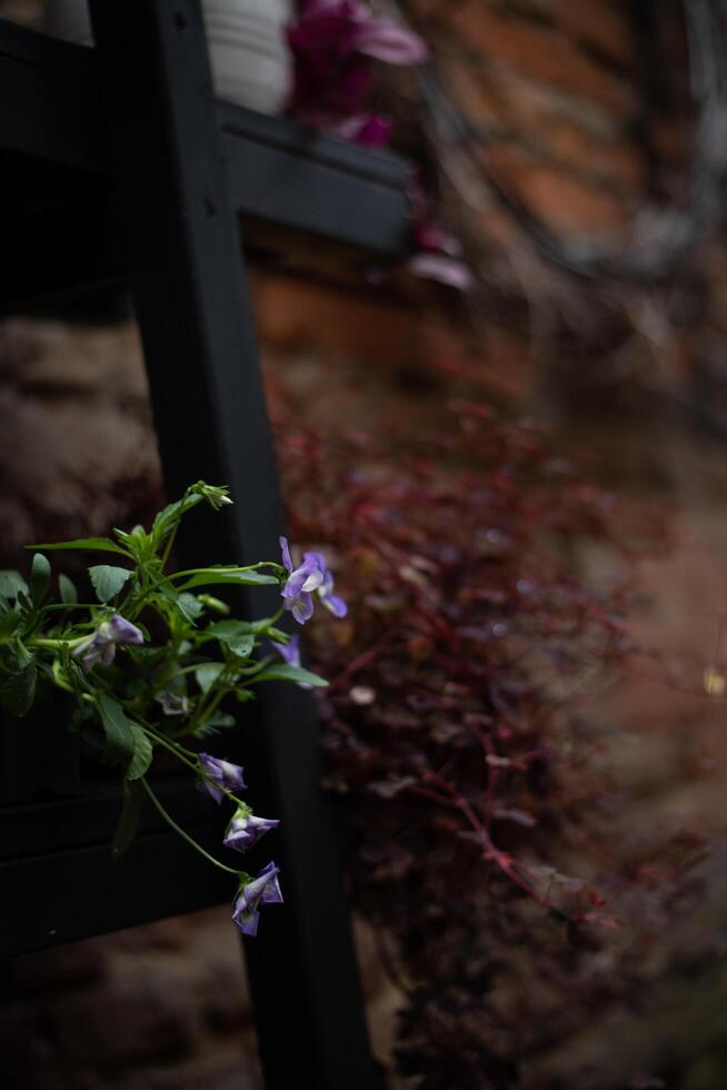 A black ladder with flowers on it photo