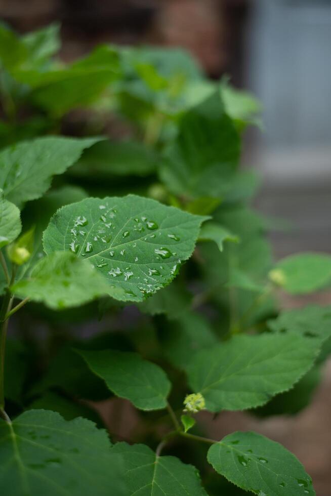 A plant with water droplets on it photo