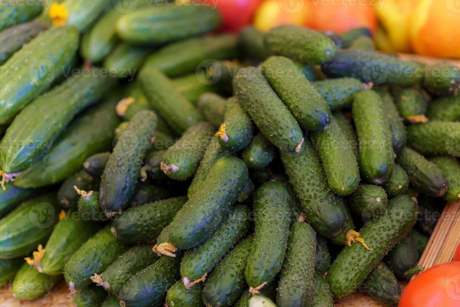 Ripe green cucumbers are sold at a vegetable food market. Fresh farm produce. photo