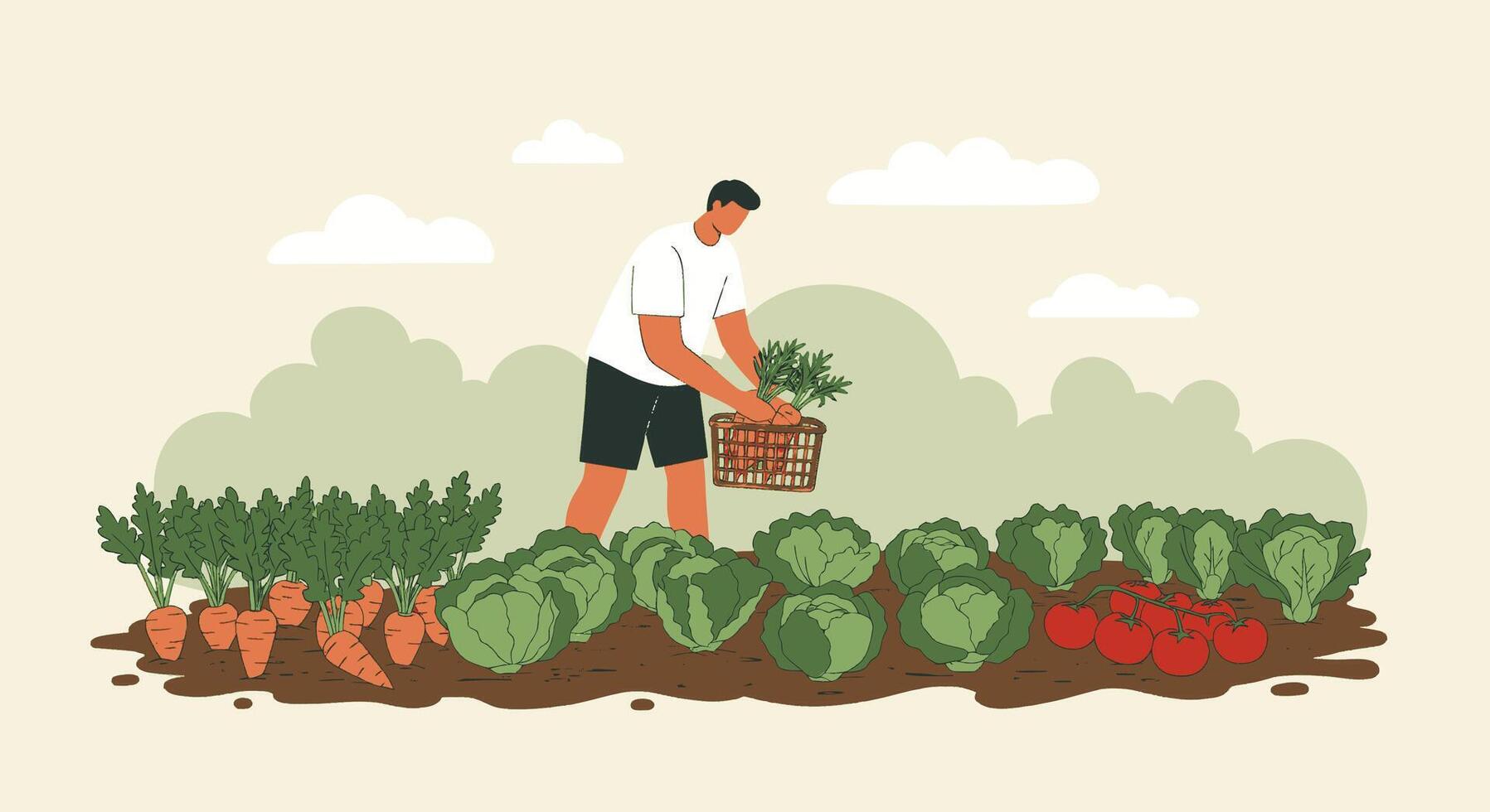 Man picking vegetables in the garden vector