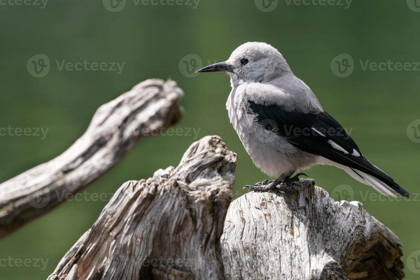 A bird sitting on a tree branch photo
