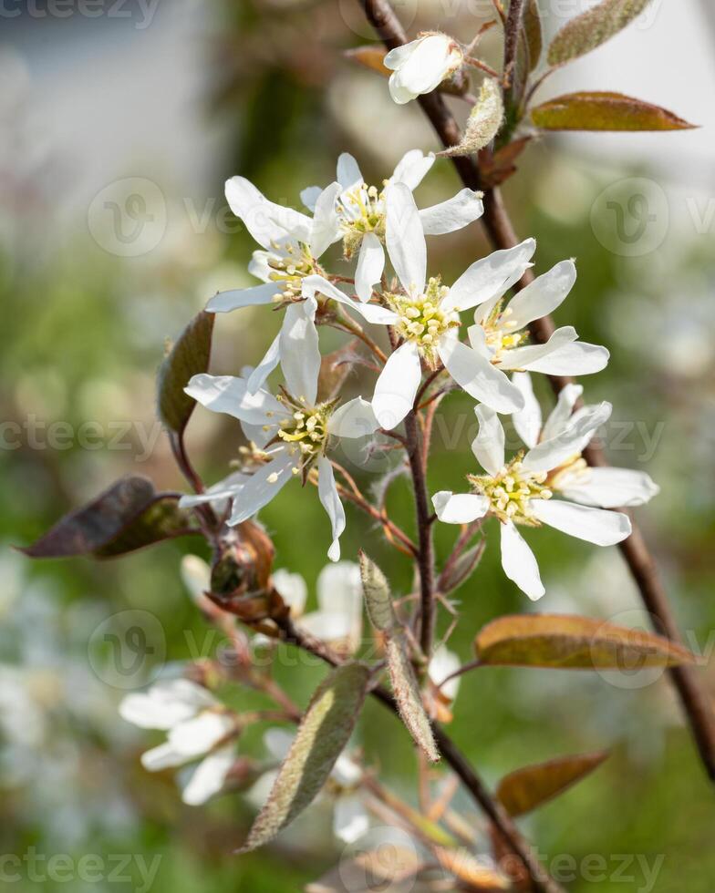 A close up of a white flower on a tree photo