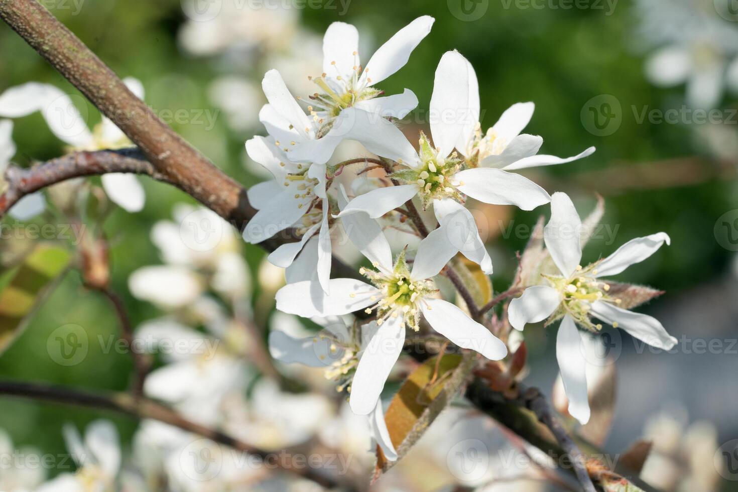 A close up of a tree with white flowers photo