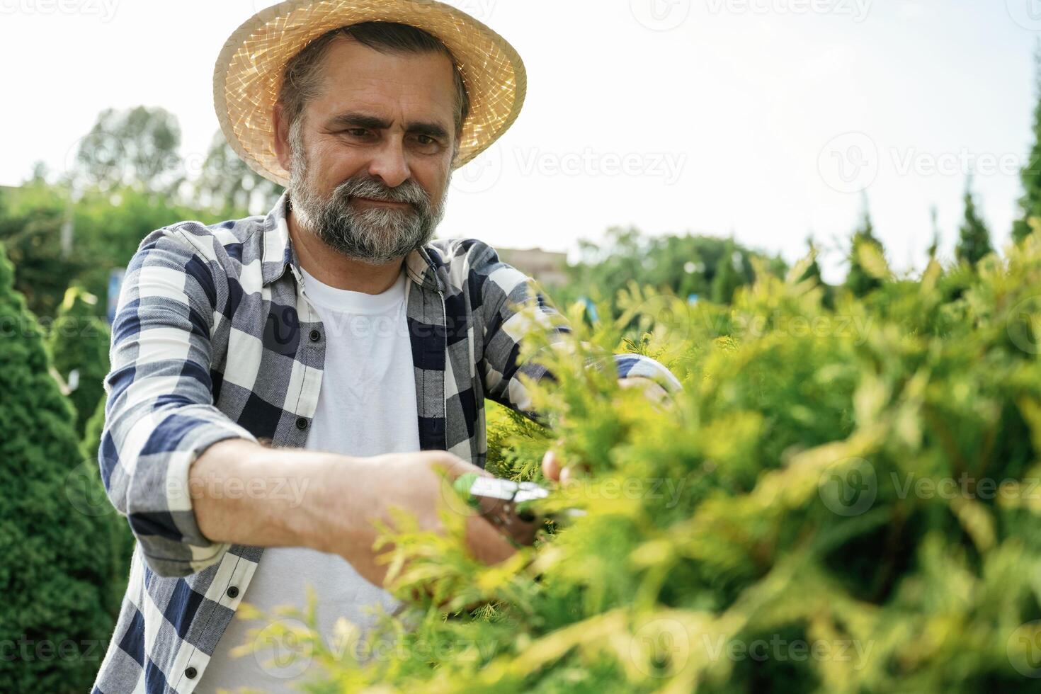 Taking care of bush by using scissors... Senior gardener is at work at daytime photo
