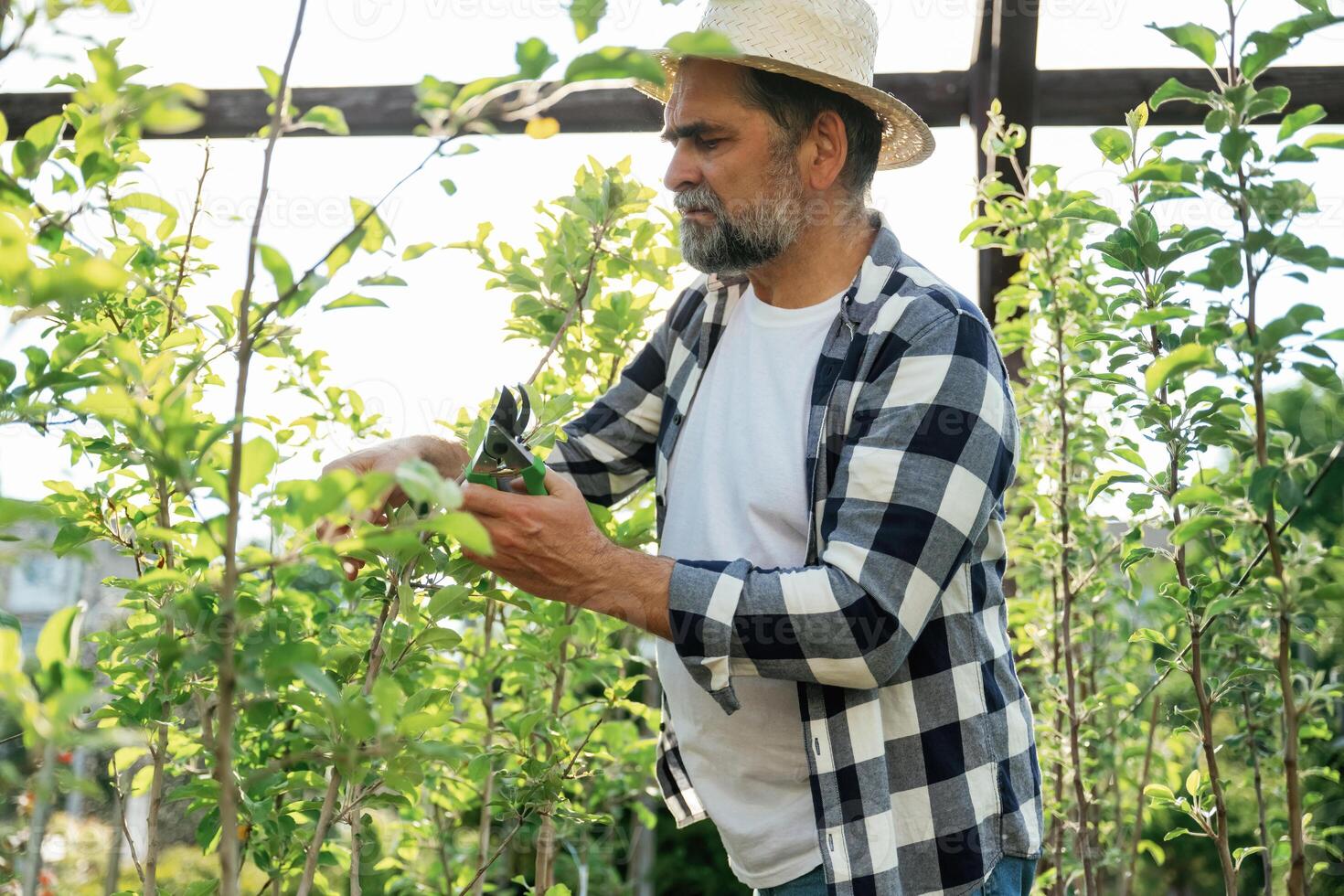 In ,straw ,hat. Using scissors to cut the plant. Senior gardener is at work at daytime photo
