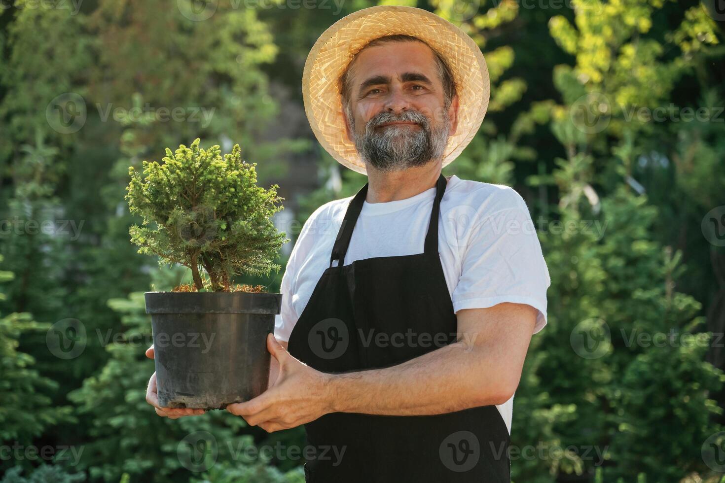 Little plant in the pot. Senior gardener is ,at work at daytime photo