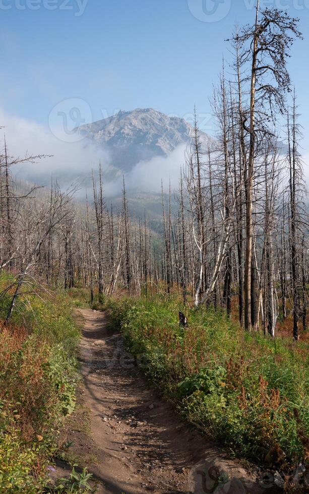 A trail in the woods photo
