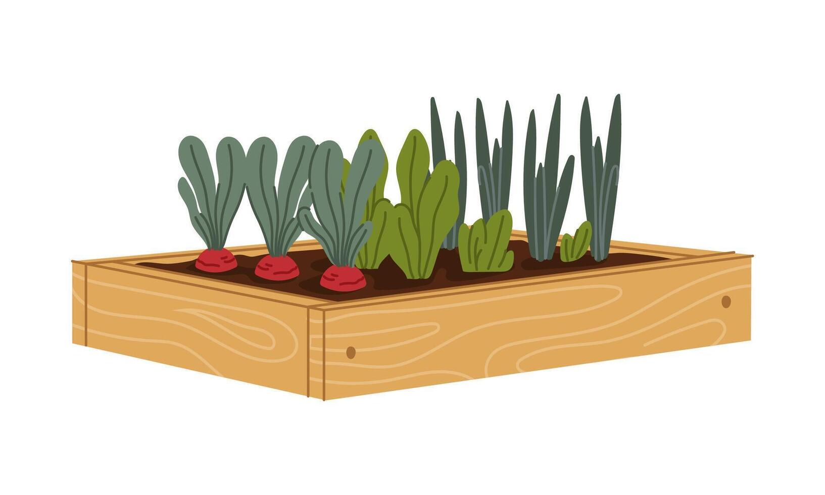 Wooden garden bed filled with soil and vegetables vector