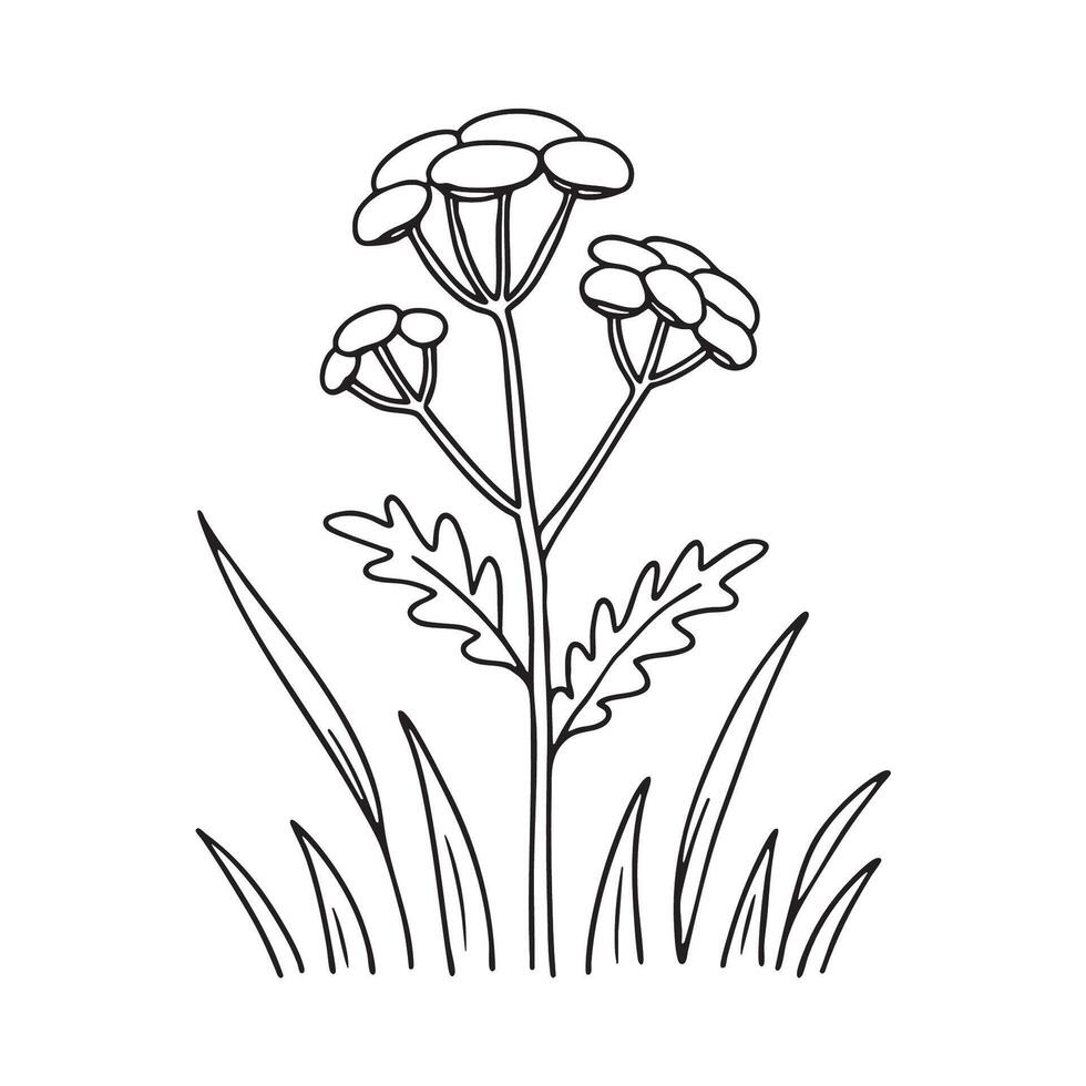 A tansy swaying among wild grass in an open field vector