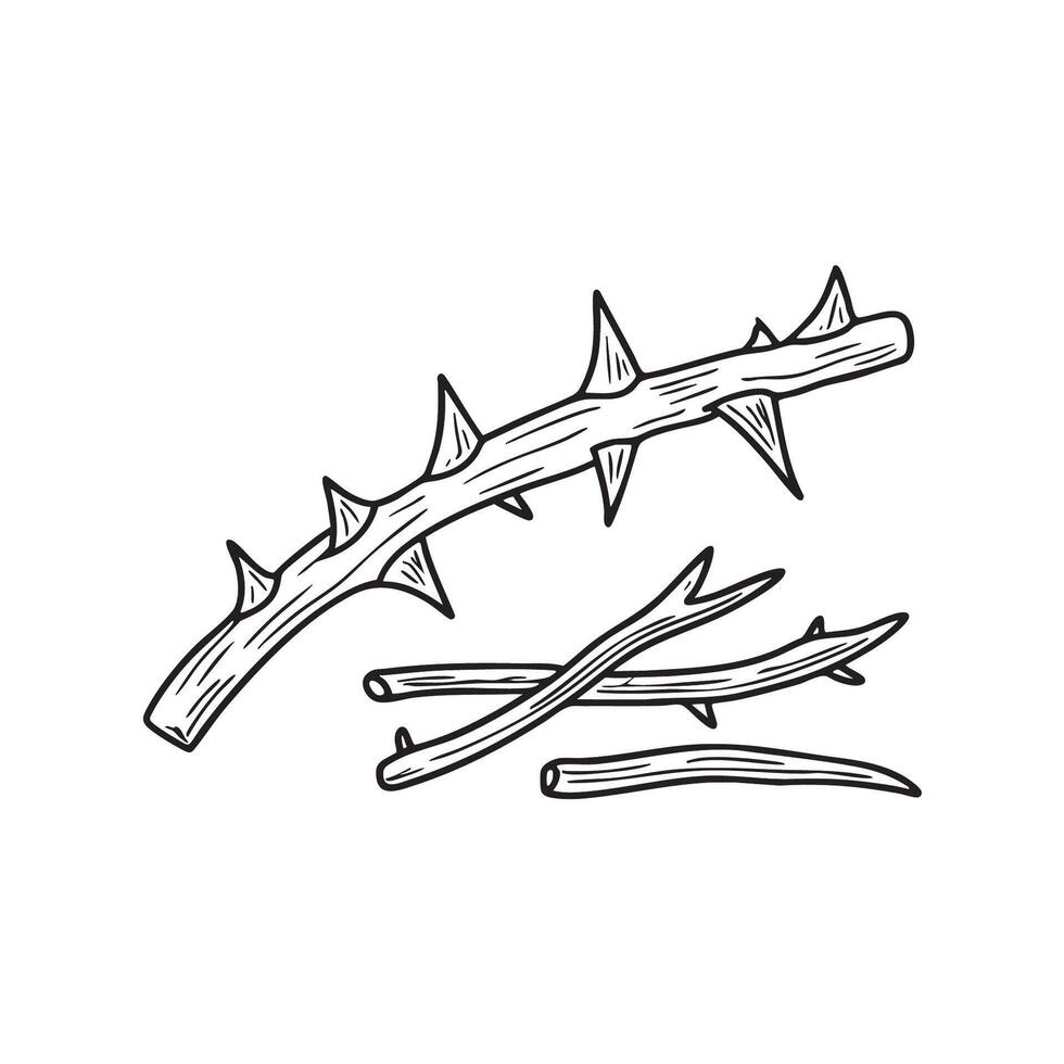 A thorn lying beside snapped twigs on a forest floor vector