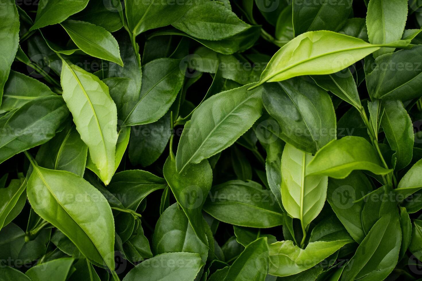 Fresh green tea leaves growing in a lush garden during a sunny afternoon photo