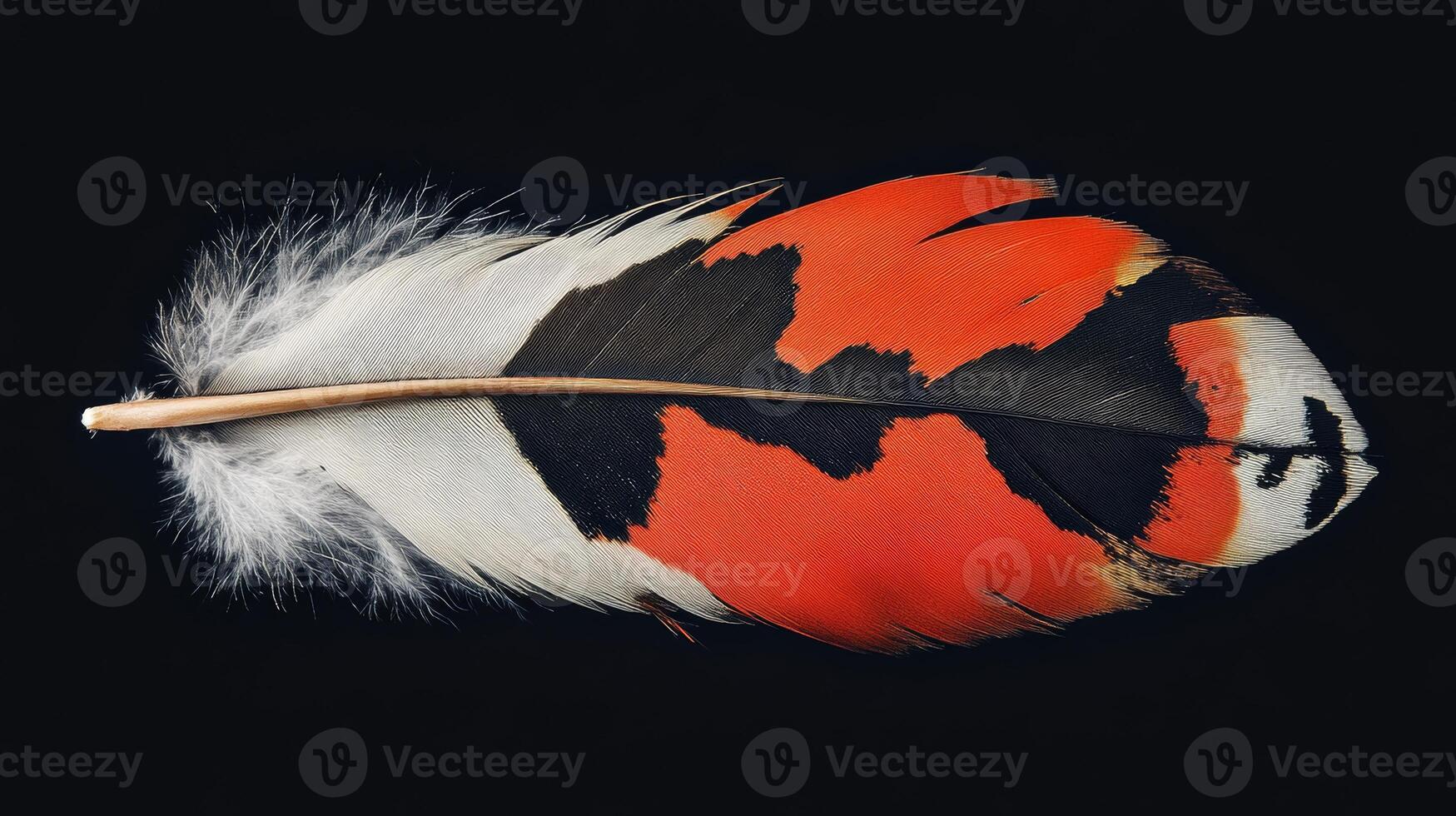 Vibrant feather showcasing striking red, black, and white patterns resting against a solid background photo