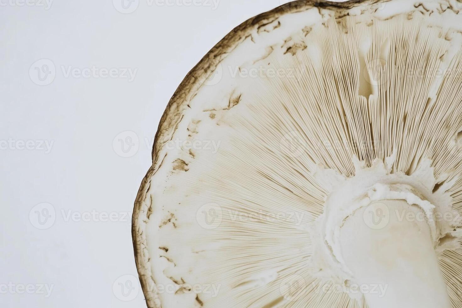 Close-up view of a mushroom with intricate gills showcasing biological detail and texture in a minimalistic setting photo