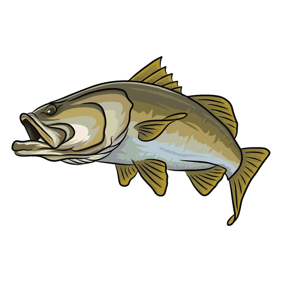 Close up illustration of a barramundi fish with its mouth slightly ajar, viewed from a low angle. The drawing emphasizes the fish's head and facial details. vector
