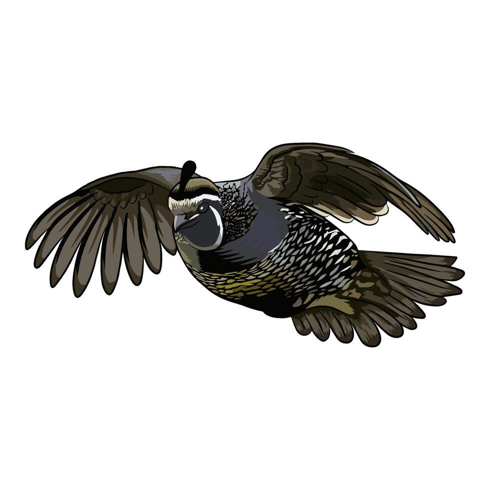 Illustration of a quail in flight, angled upwards with one wing raised higher than the other, suggesting a quick ascent vector
