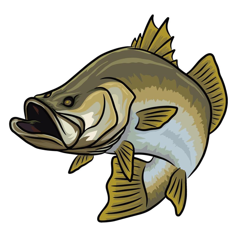 Illustration of a barramundi fish Asian seabass angled upwards with its mouth wide open. vector