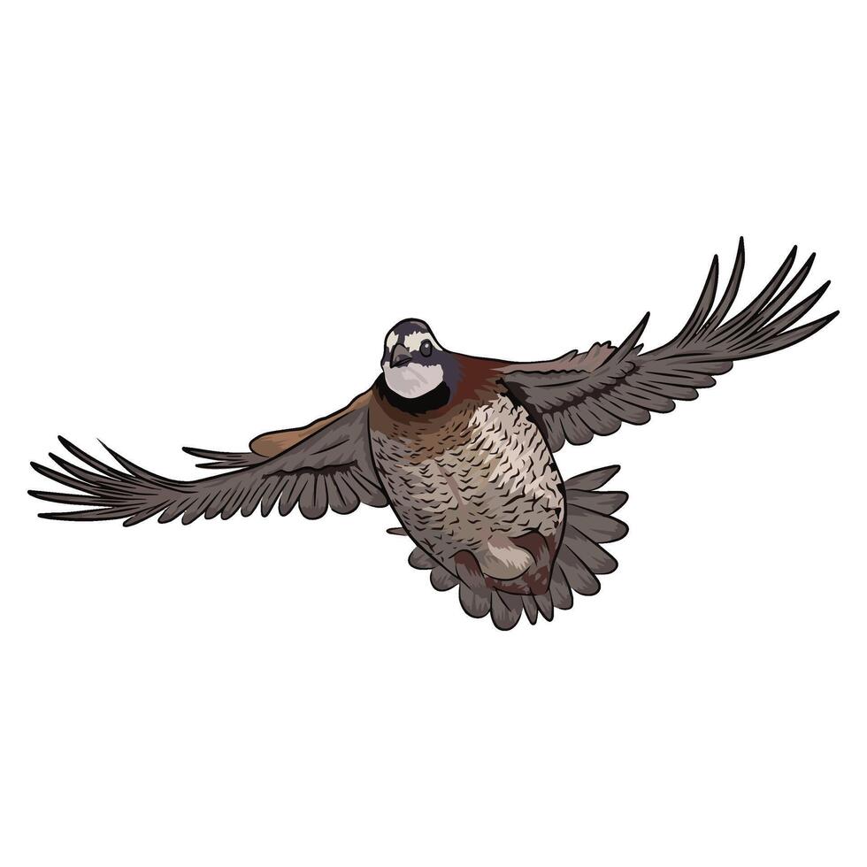 Illustration of a quail flying directly towards the viewer with its wings spread. The bird's posture and visible details are evocative of a sudden flush encountered during quail hunting. vector